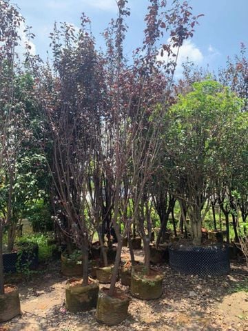 Cây mận đỏ mexico nhiều cỡ