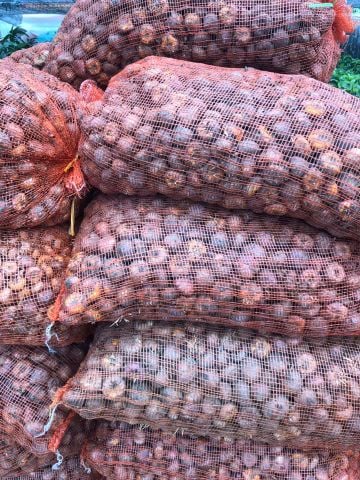 Củ Giống Hoa Lay Ơn Màu Hồng Trắng