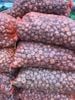Củ Giống Hoa Lay Ơn Màu Hồng Trắng