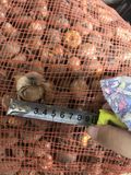 CỦ GIỐNG LAY ƠN MÀU ĐỎ