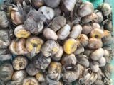 Củ Giống Hoa Lay Ơn Màu Hồng Trắng