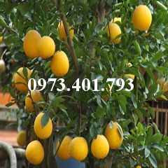 Cây giống bưởi diễn – Trung tâm giống cây trồng Kinh tế cao
