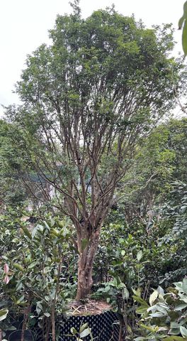 Cây Nho Thân Gỗ To Vanh 40 cm