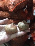 CỦ GIỐNG LAY ƠN MÀU VÀNG