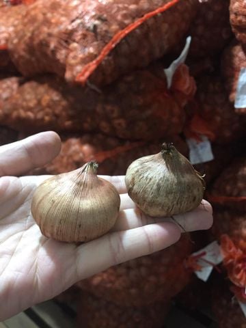 CỦ GIỐNG LAY ƠN MÀU VÀNG