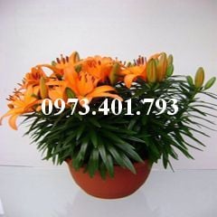 Củ Giống Hoa Ly Tiny Orange Sensation