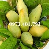 Cây giống xoài cát hòa lộc