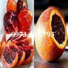 Cây giống cam máu