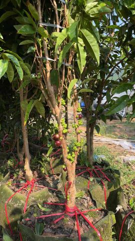 Cây nho 12 vụ to nhiều cỡ
