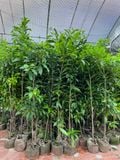 Cây vú sữa hoàng kim cao 2m
