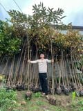 Cây vú sữa công trình cao 3 - 3,5 m