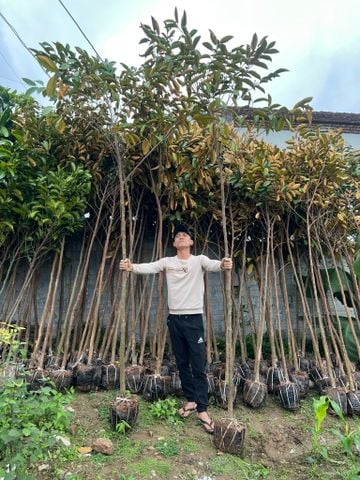 Cây vú sữa công trình cao 3 - 3,5 m