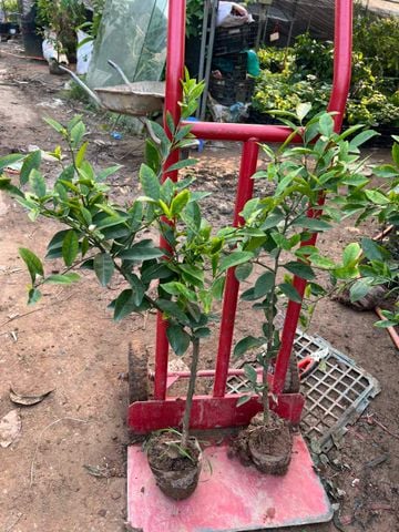 Cây chanh tứ quý cây nhỡ
