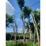 Cây giáng hương