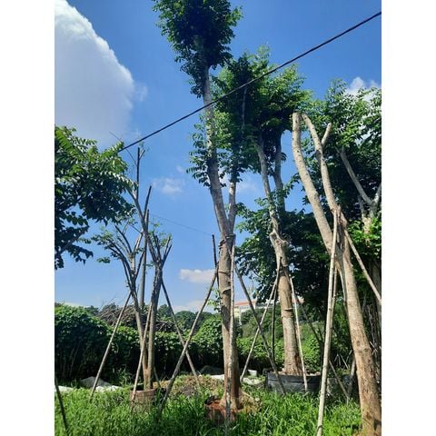 Cây giáng hương
