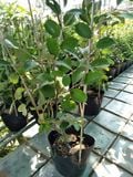 Cây táo thái to nhiều kích cỡ