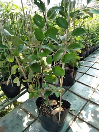 Cây táo thái to nhiều kích cỡ