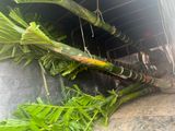 Cây cau tứ quý cây to
