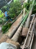 Cây cau tứ quý cây to