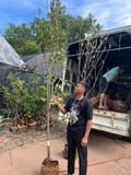 Cây táo đỏ cây to nhiều cỡ