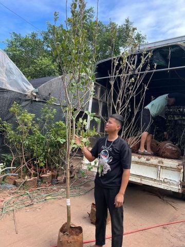 Cây táo đỏ cây to nhiều cỡ