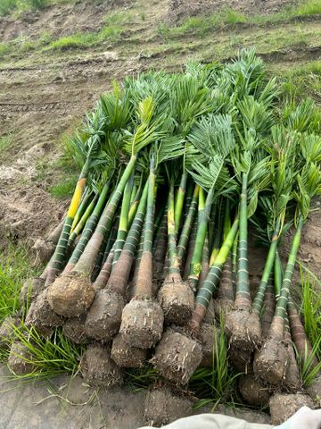 Cây cau tứ quý cây to