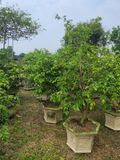 Cây thân gỗ lá lớn to