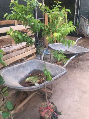 Cây mận hậu choai