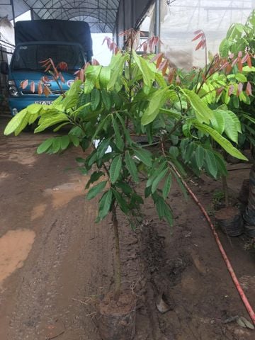 Cây nhãn lồng to nhiều cỡ