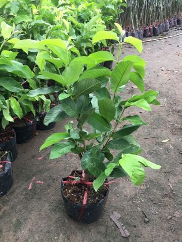 Cây ổi lê đài loan có hoa quả