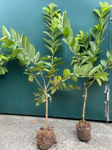 Cây ổi lê cỡ nhỡ có hoa quả