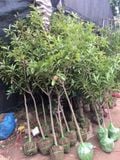 Cây  hồng xiêm xoài có hoa, có quả