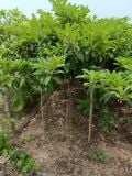 Cây  hồng xiêm xoài có hoa, có quả