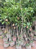 Cây  hồng xiêm xoài có hoa, có quả
