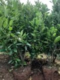 Cây quất chua có quả cỡ nhỡ