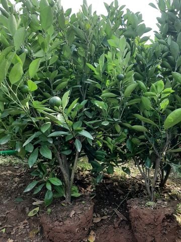 Cây quất chua có quả cỡ nhỡ