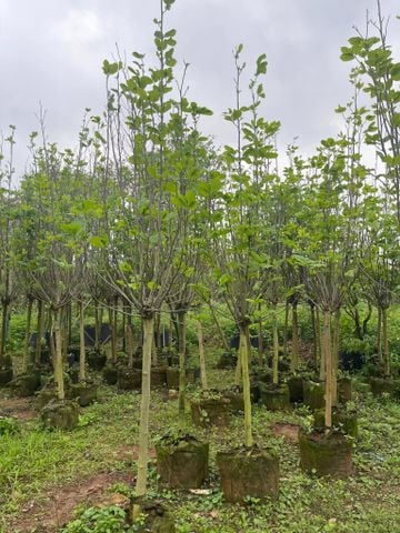 Cây hoa mộc lan to