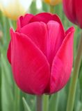 Củ Giống Hoa Tulip Ile De France Đỏ Nhung