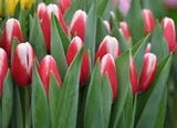 Cây hoa tulip