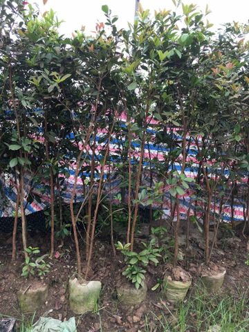 Cây cherry brazil to nhiều cỡ