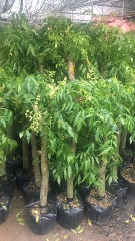 Cây cóc thái cỡ to