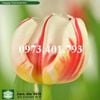 Củ Giống Hoa Tulip Happy Generation
