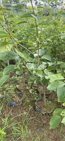 Cây hồng giòn nhật bản cỡ nhỡ