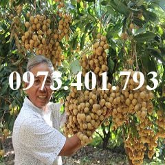 Cây Giống Nhãn Ido  PyLoAgri