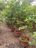 Cây nho thân gỗ tứ quý nhỡ