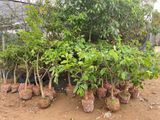 Cây na dứa đài loan