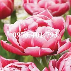 Củ giống hoa tulip Columbur