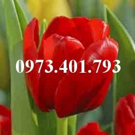 Hoa tulip màu đỏ cờ