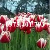 Hoa tulip màu đỏ viền trắng