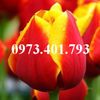 Hoa tulip màu đỏ viền vàng